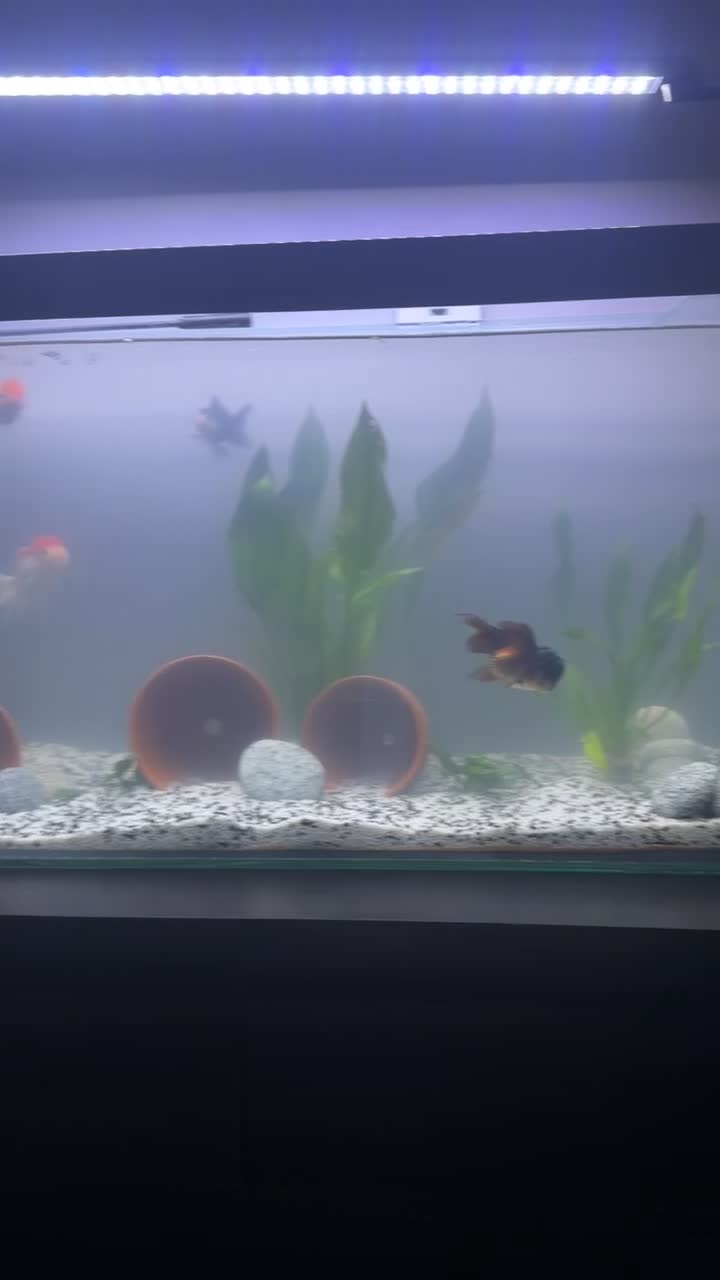 Fancy Goldfish fish for sale: 4 Fancy Goldfish /  **  Litre tank - Video 1