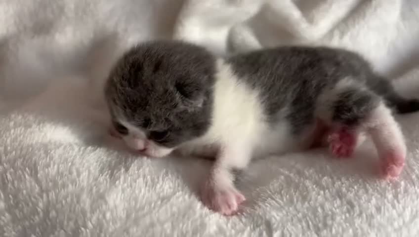British Shorthair cats for sale:  GCCF Pedigree — Champion Bloodline Babies - Video 1