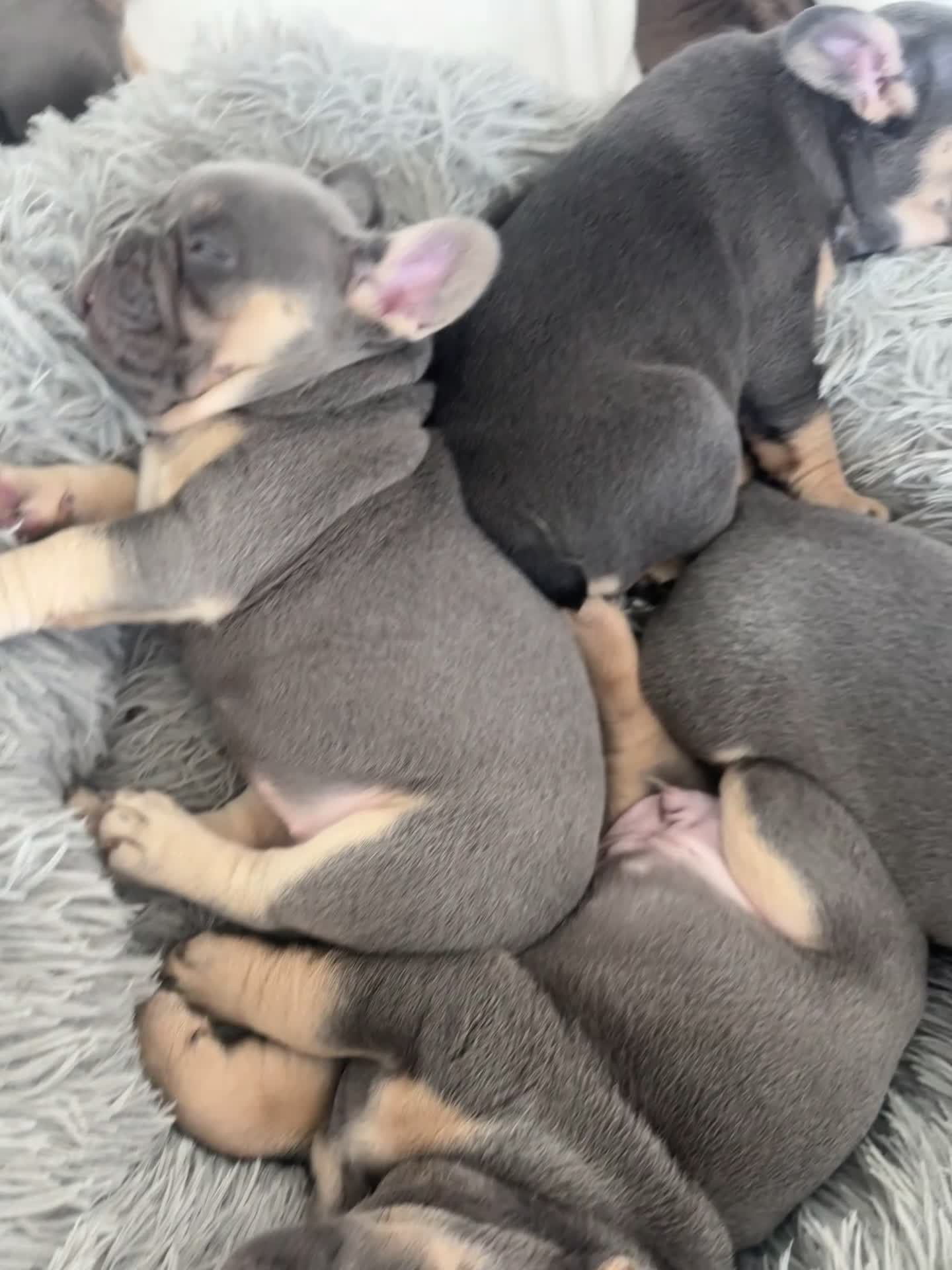 French Bulldog dogs for sale: NEW LUXURY FRENCHIES 2 GIRLS 3 BOYS LEFT - Video 1