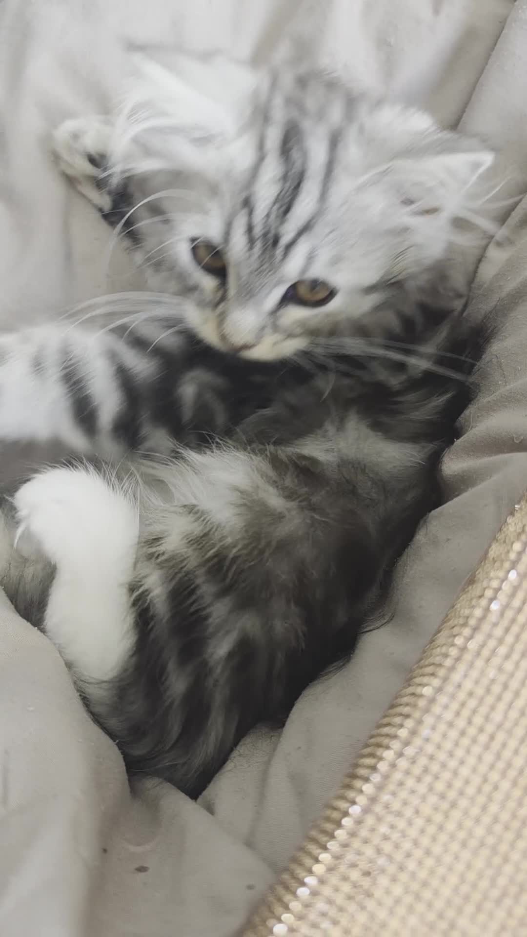 Persian cats for sale: Persian Mix Male Kitten - Video 1