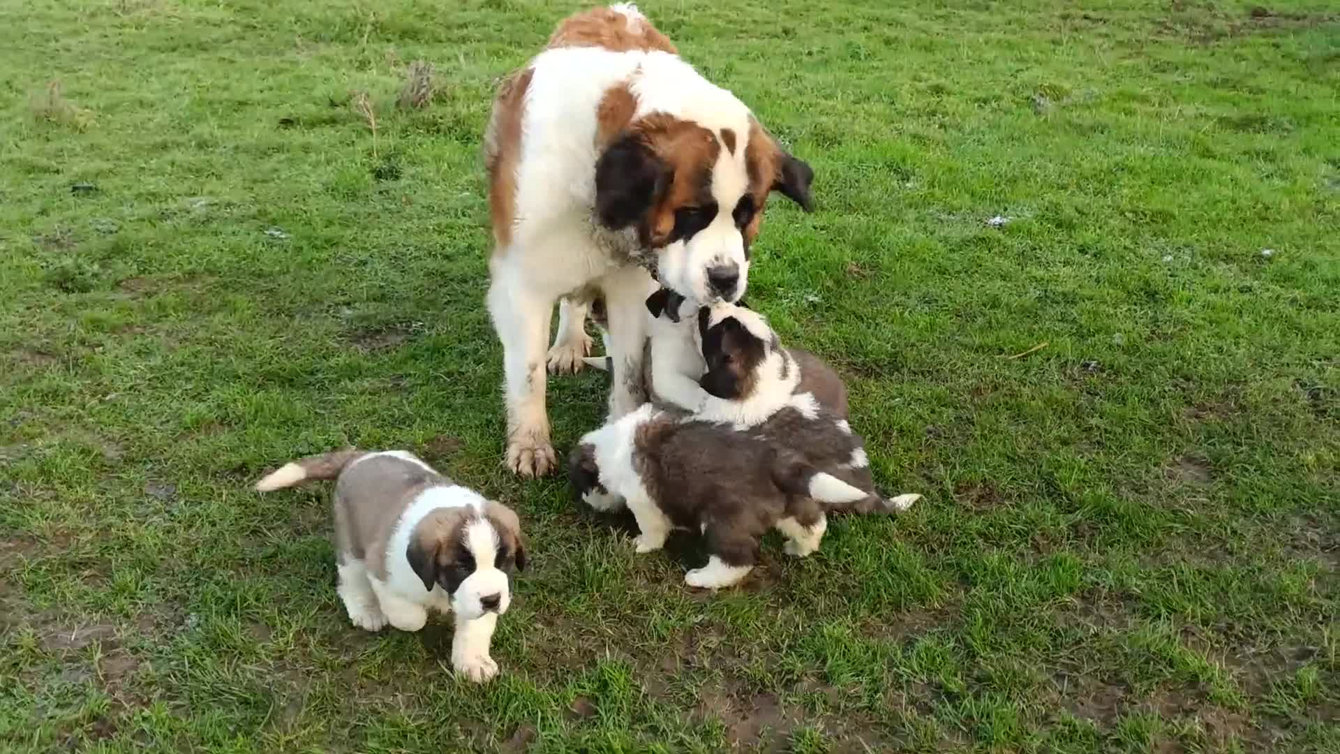 Saint Bernard dogs for sale: Exceptional litter of fabulous quality Saints  - Video 5