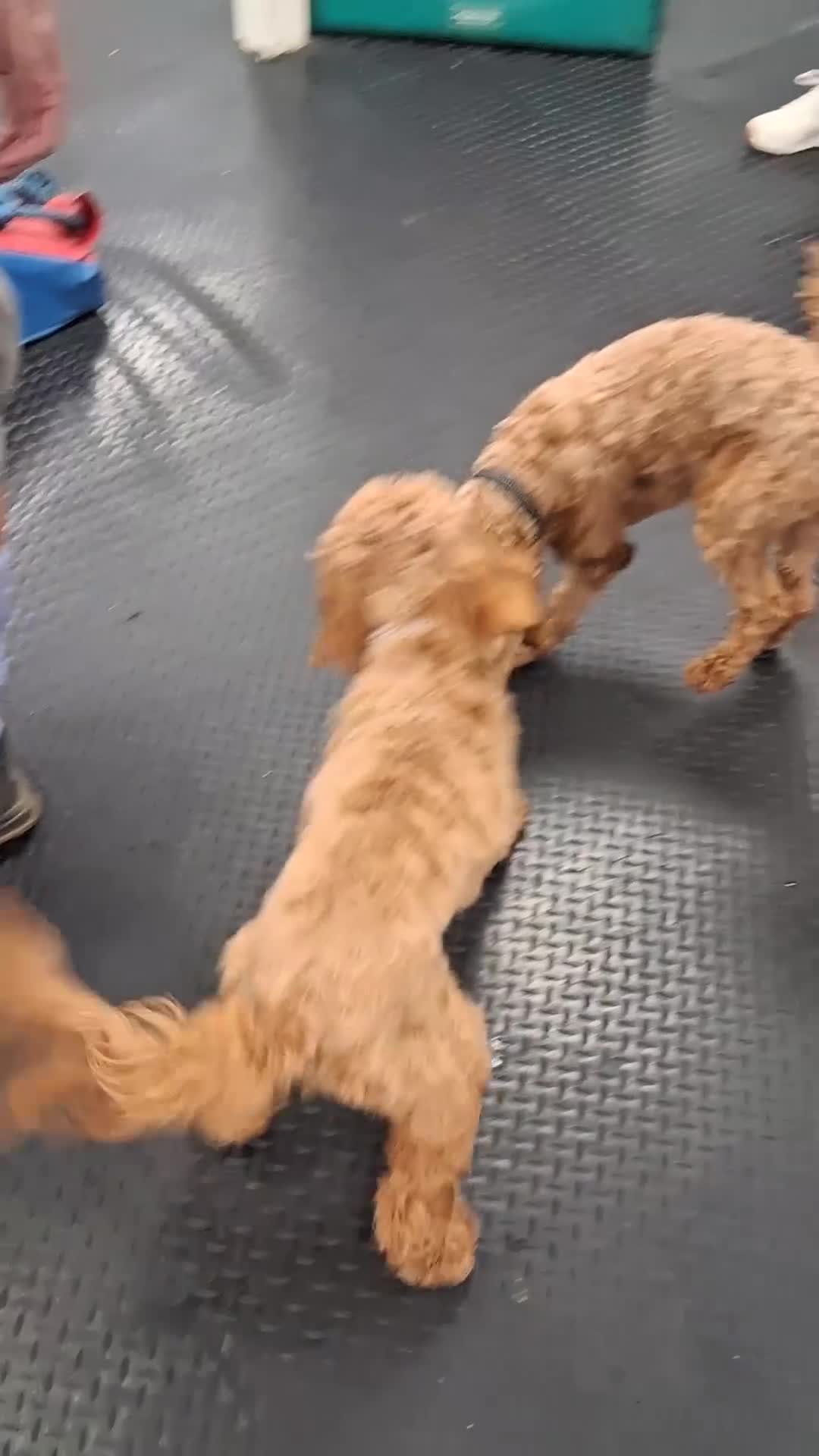 Cockapoo dogs for sale: Lady cockerpoos  - Video 2
