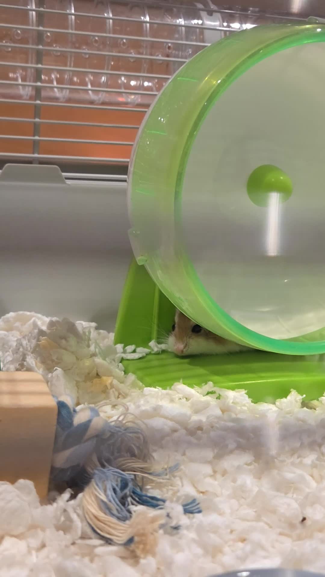 Hamster rodents for sale: Hamster & Full Setup for Sale - Video 3
