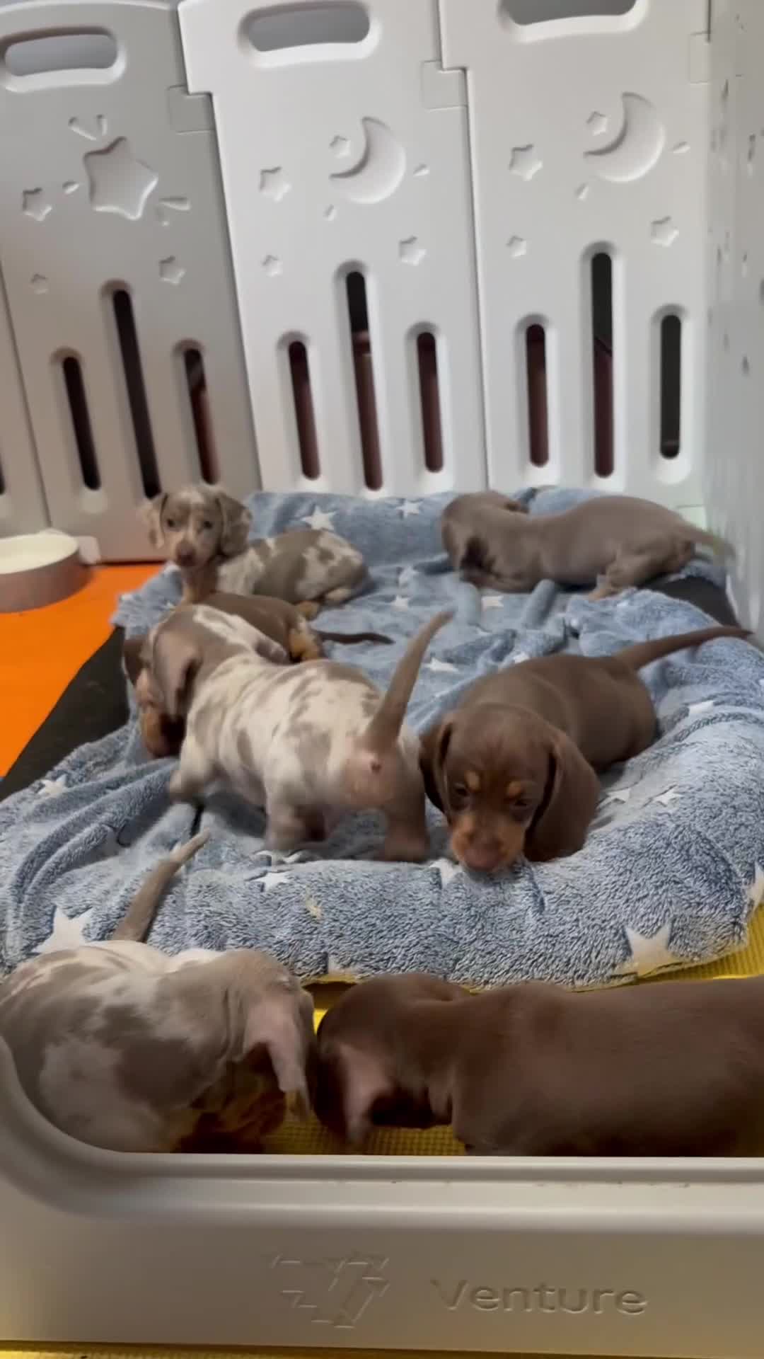 Miniature Dachshund dogs for sale: ✨READY TO LEAVE✨Miniature Dachshund Pups💕  - Video 2