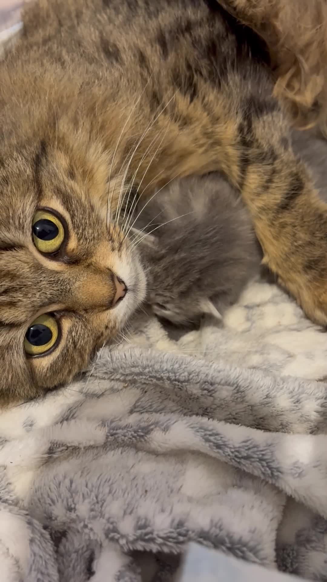 Mixed Breed cats for sale: Siberian x Maine coon x domestic kittens 🐈‍⬛  - Video 1