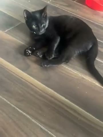 British Shorthair cats for sale: lovely kittens ready to go to their new home in Peterborough - Video 2