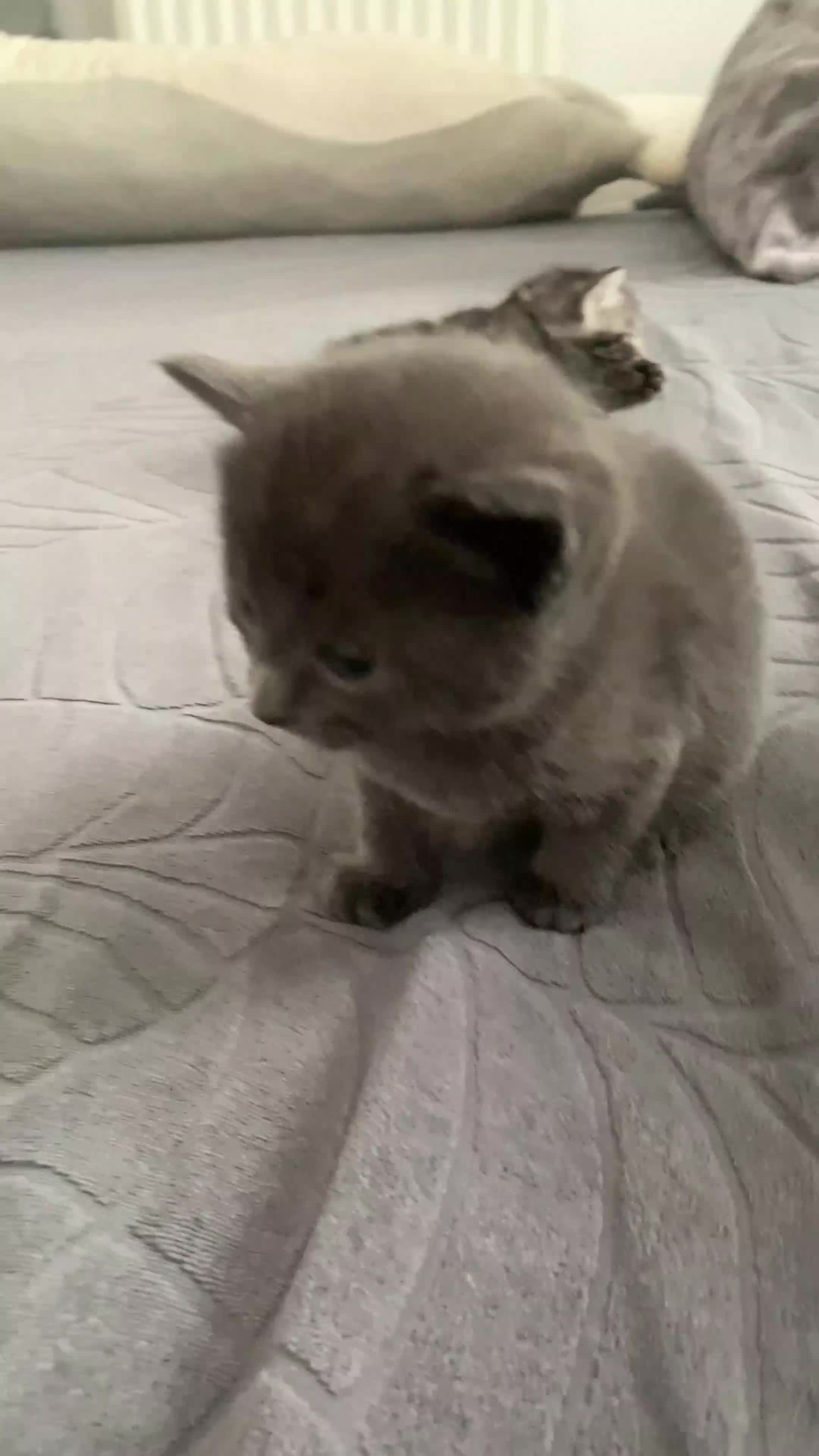 Domestic Shorthair cats for sale: 5 gorgeous kittens 🐈‍⬛  - Video 2