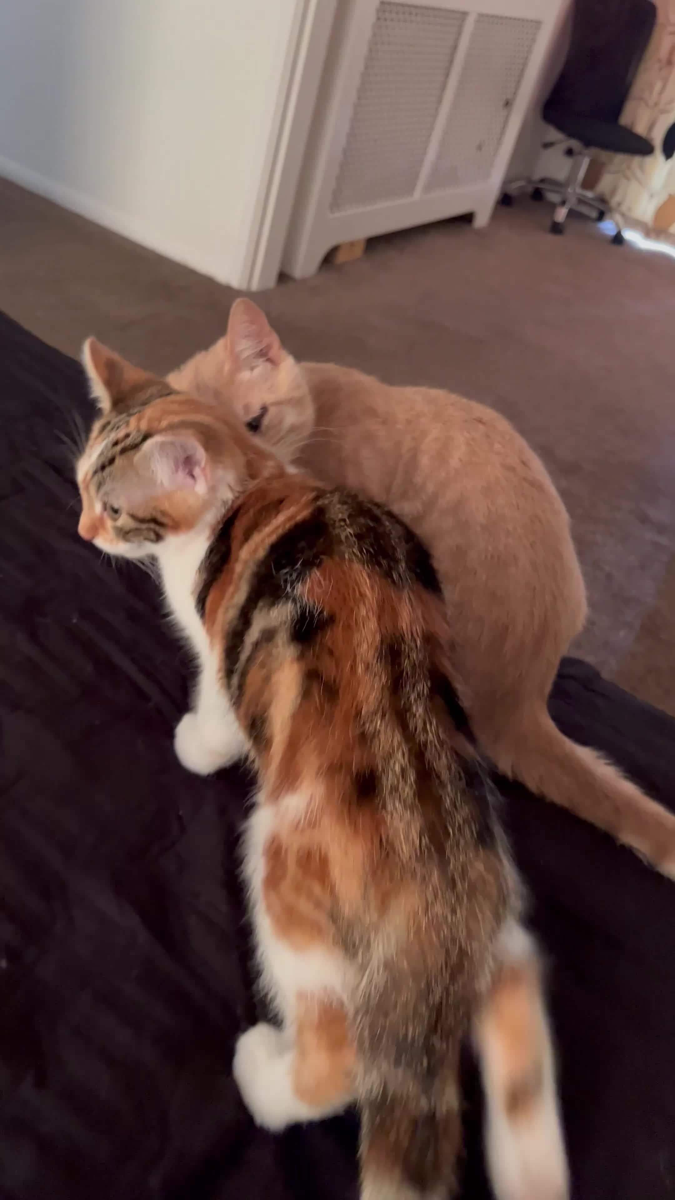 Mixed Breed cats for sale: CALICO GIRL KITTEN  - Video 4