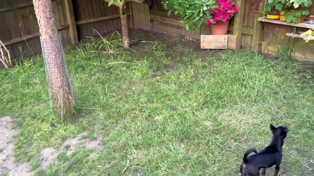 Chihuahua dogs for sale: KC Reg short-hair Chihuahua apple-headed puppies - Video 1