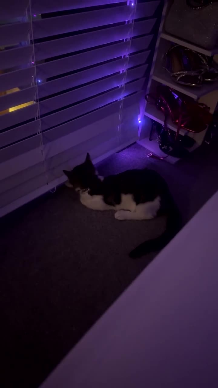 Domestic Shorthair cats for sale: 💖Meet Cookie-Dior, looking for His Forever Home🏡 in Birmingham - Video 2