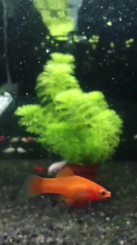 Live Bearers fish for sale: Quality Guppies, Platys, Swords, Mollies, Corys - Video 4