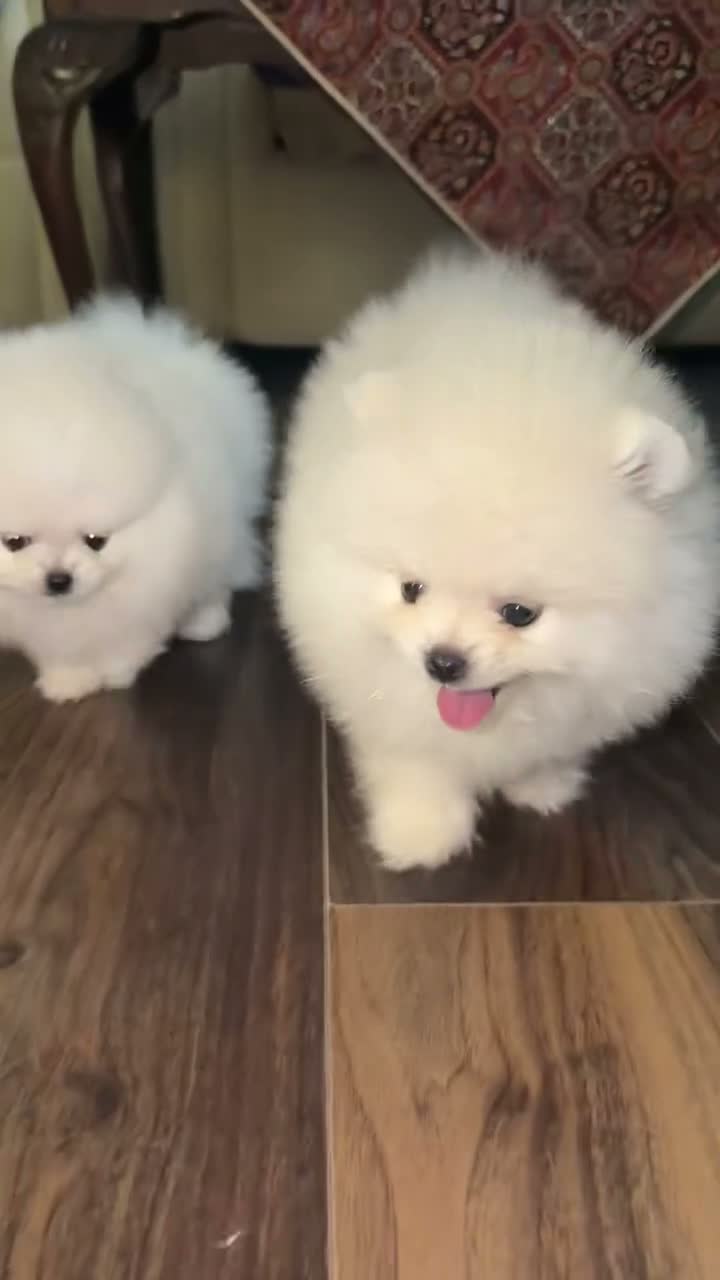Pomeranian dogs for sale: Beautiful White/Cream Pomeranian Puppies - Video 5