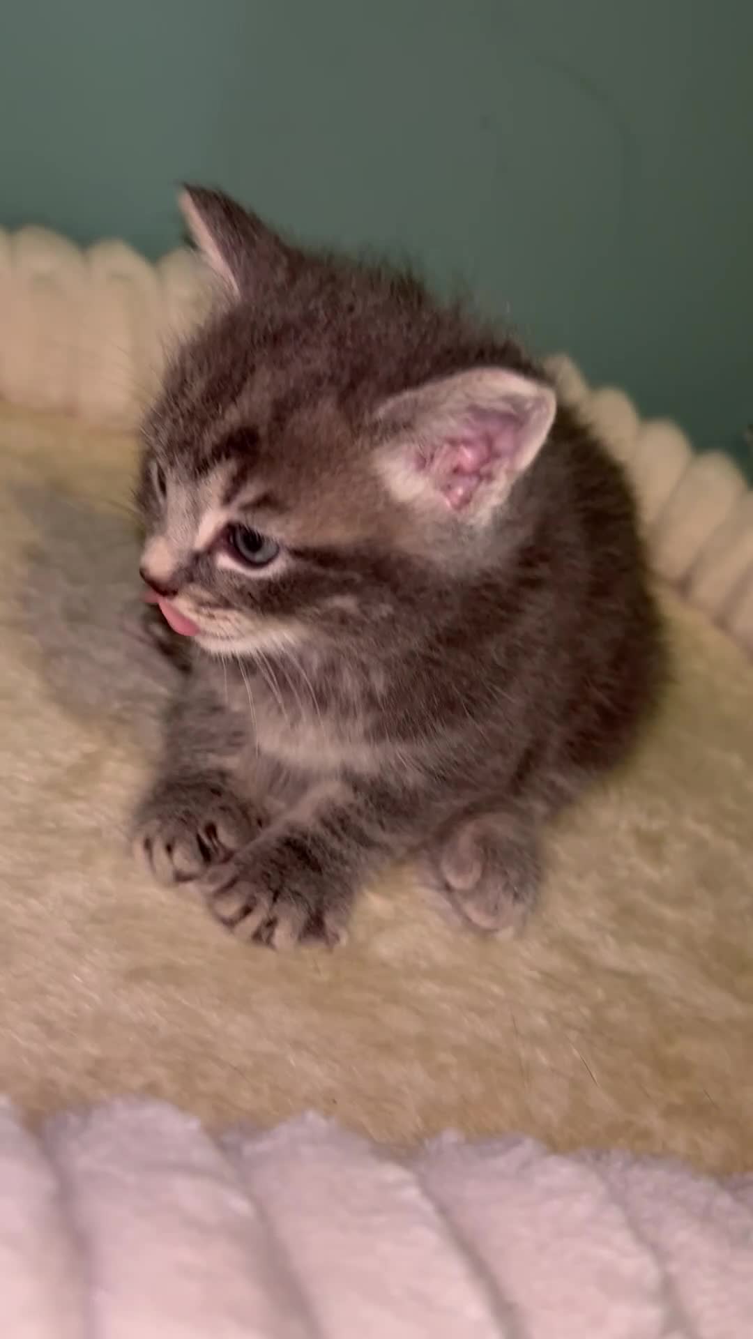 Mixed Breed cats for sale: Beautiful silver tabby’s kittens  in Aldershot - Video 1