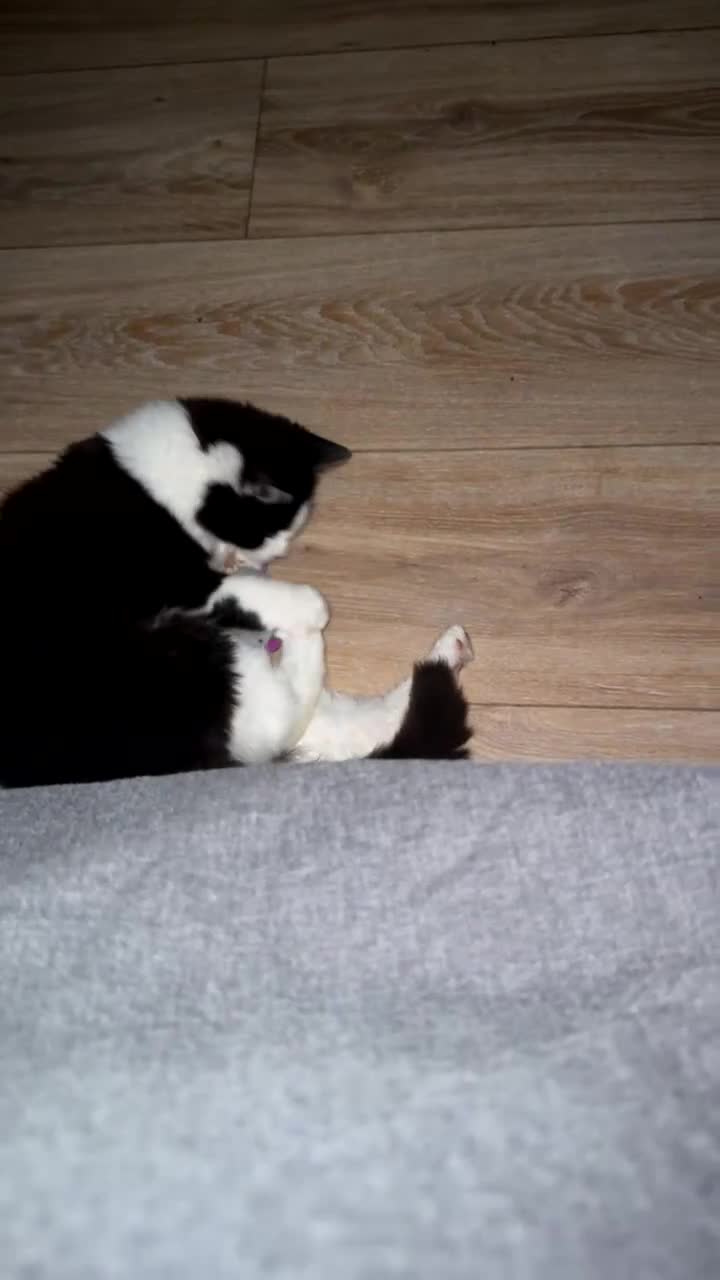 British Longhair cats for sale: Long hair female cat - Video 1