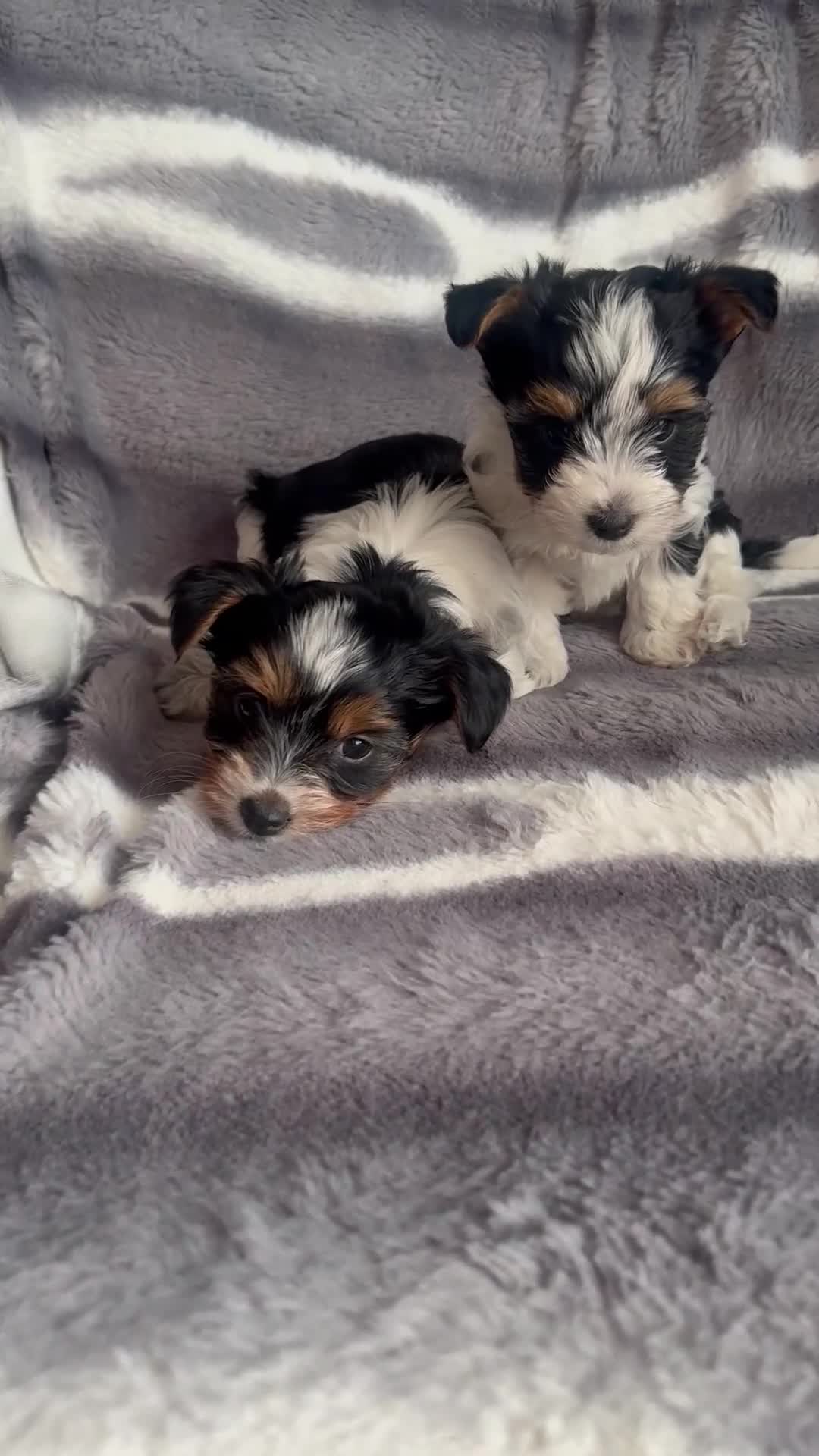 Biewer Terrier dogs for sale:  🐾🐶Beautiful Biewer Terrier Puppies🐾🐶 - Video 2