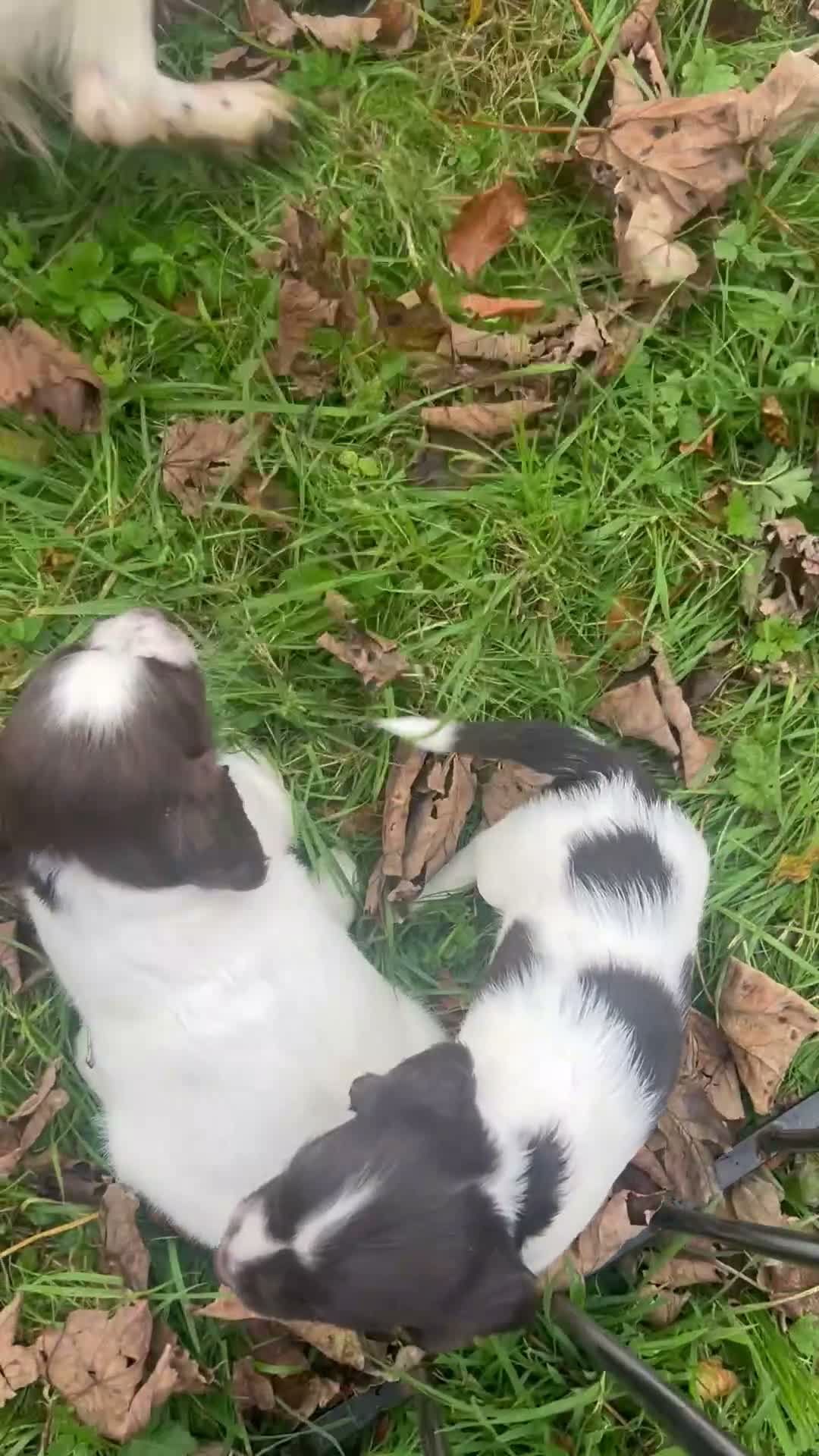 English Springer Spaniel dogs for sale: Springer spaniel pups  - Video 1
