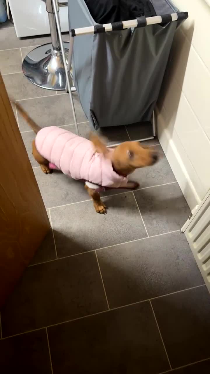 Miniature Dachshund dogs for sale: Miniature Dachshund  in Redruth - Video 2