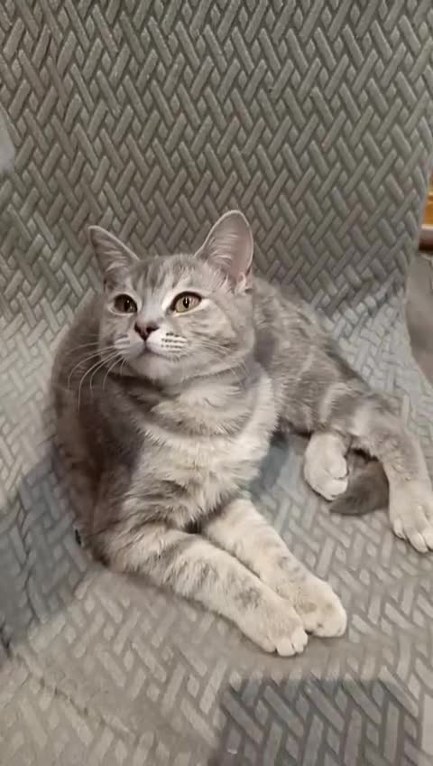 British Shorthair cats for sale: 4 beautiful British Shorthair kittens for sale - Video 1