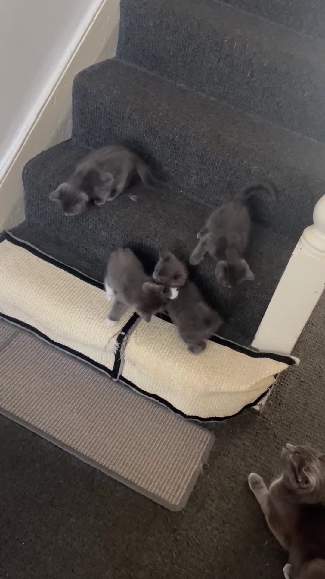 Ragdoll cats for sale: Adorable kittens ( Ragdoll cross) - Video 2