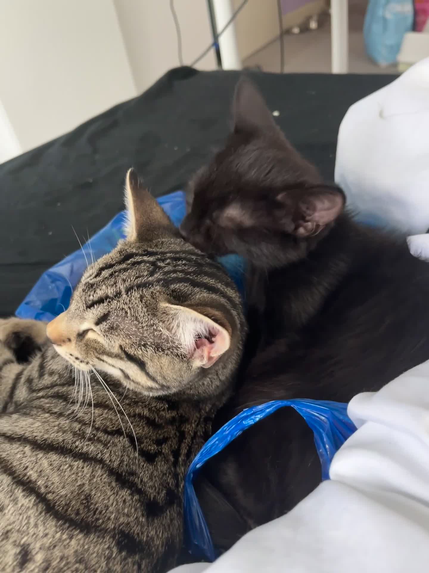 Mixed Breed cats for sale: Rambo and Pika - Video 1