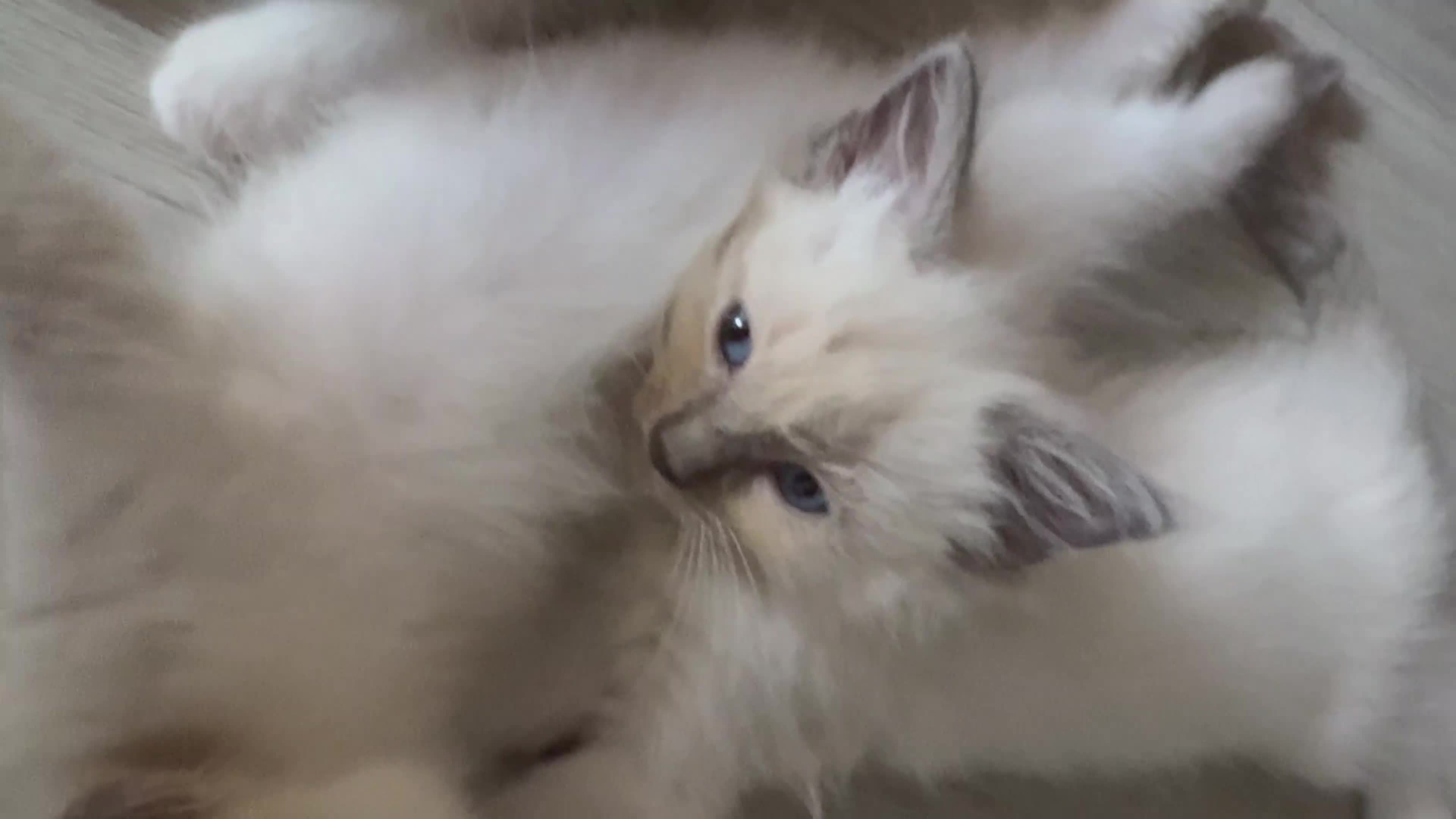 Ragdoll cats for sale: Last 2 beautiful boy blue mitted Ragdolls kittens  - Video 3