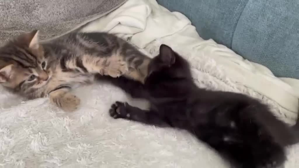 British Shorthair cats for sale: 4 Adorable little guys in Orpington - Video 1