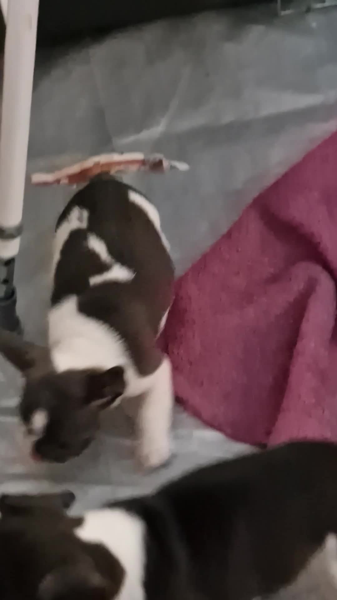 Mixed Breed dogs for sale: Fantastic 3/4 French bulldog and a 1/4 jack puppy - Video 2