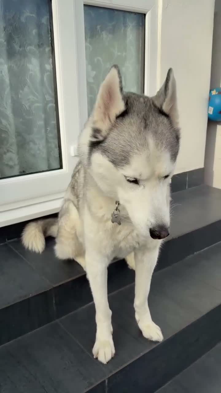Siberian Husky dogs for sale: 7 Year Old Siberian Husky - Video 1