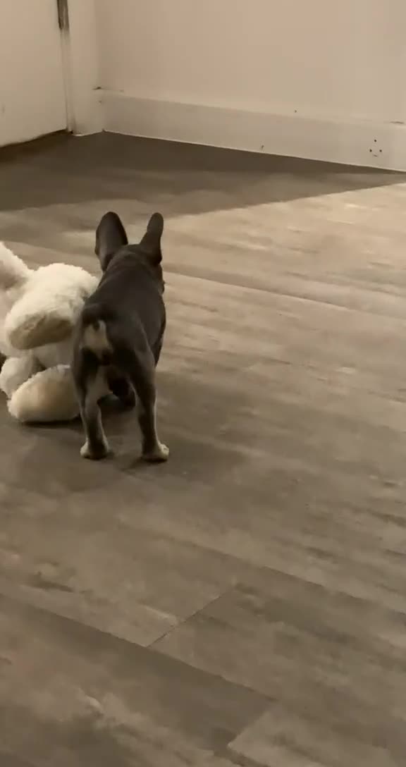 French Bulldog dogs for sale: Mylo - French Bulldog  - Video 1