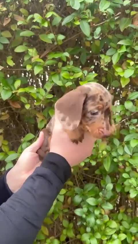 Miniature Dachshund dogs for sale: Isabella Dapple & chocolate & tan-dachshunds,  - Video 4