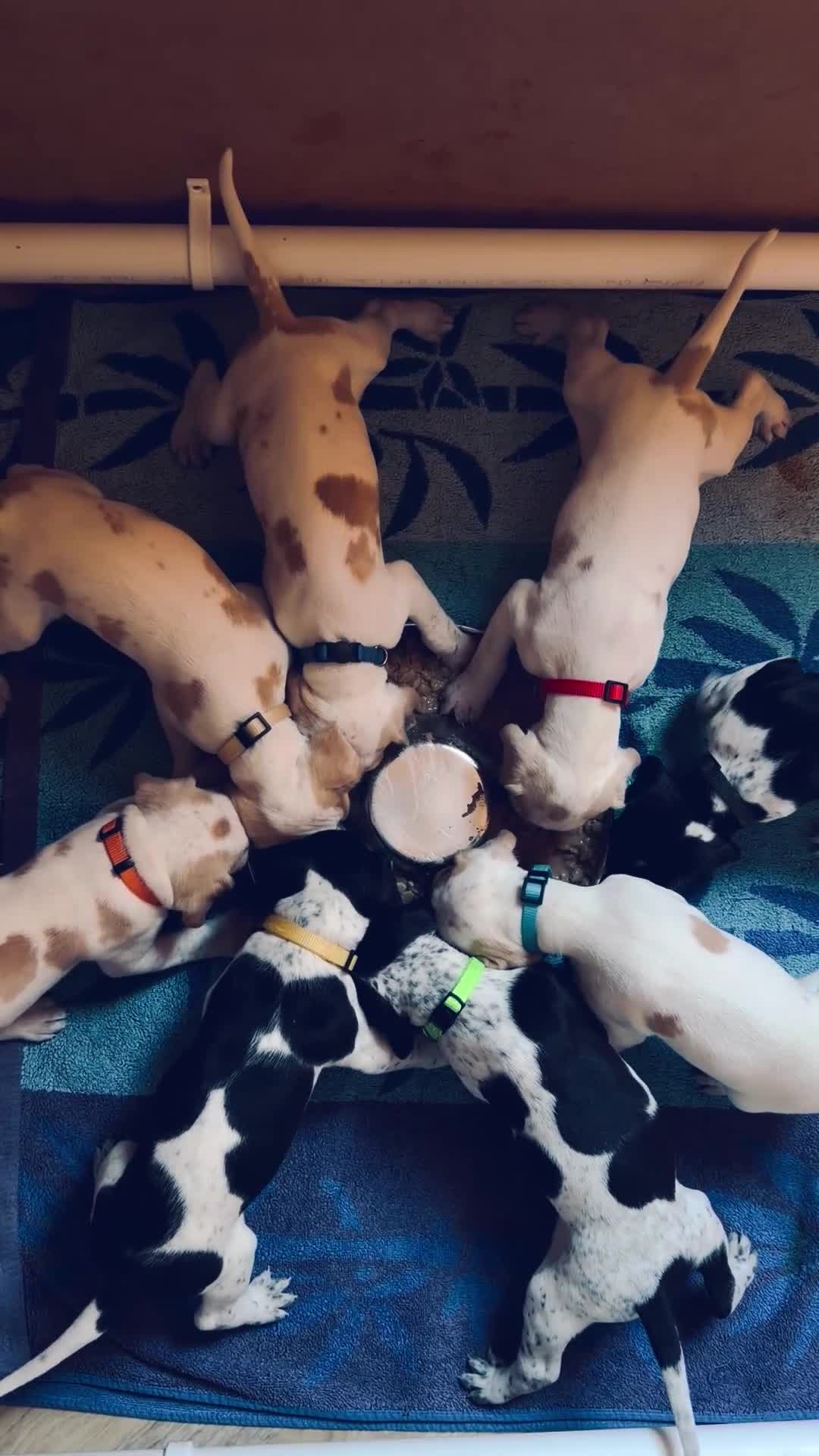 Pointer dogs for sale: Stunning English Pointer puppies-steal your heart  - Video 1