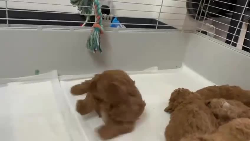Shihpoo dogs for sale: 🐾 Toy Poodle x Shihpoo Puppies for Sale - Video 3