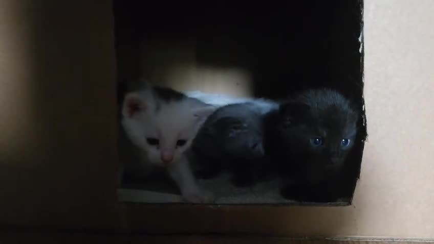 Turkish Angora cats for sale: Turkish Angora kittens - Video 1