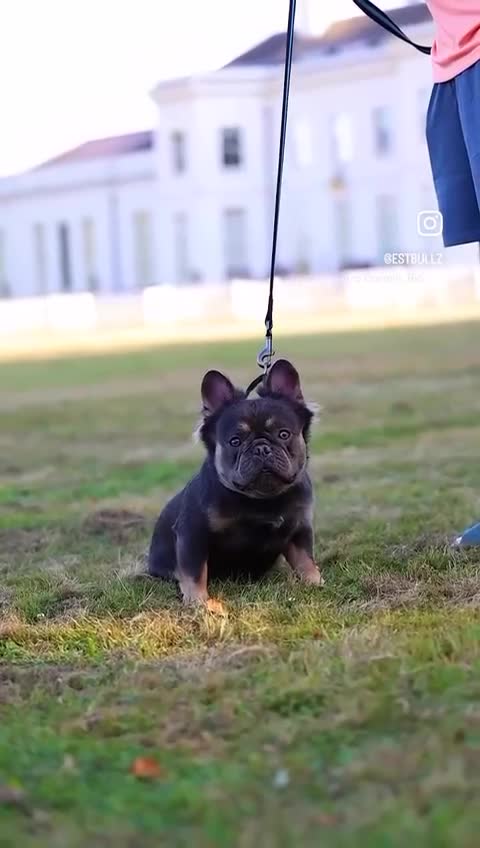 French Bulldog dogs for stud: FOR STUD - Video 1