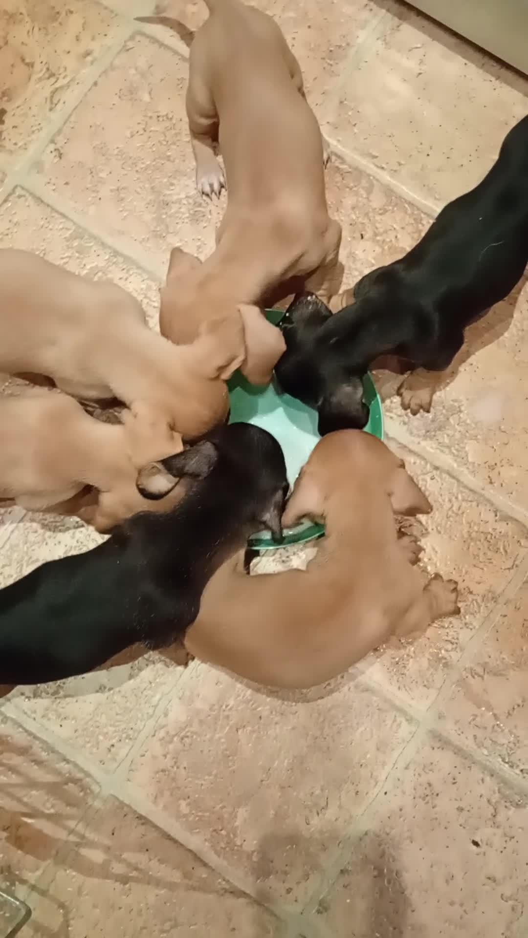 Miniature Dachshund dogs for sale: Miniature Dachshund puppies  - Video 1