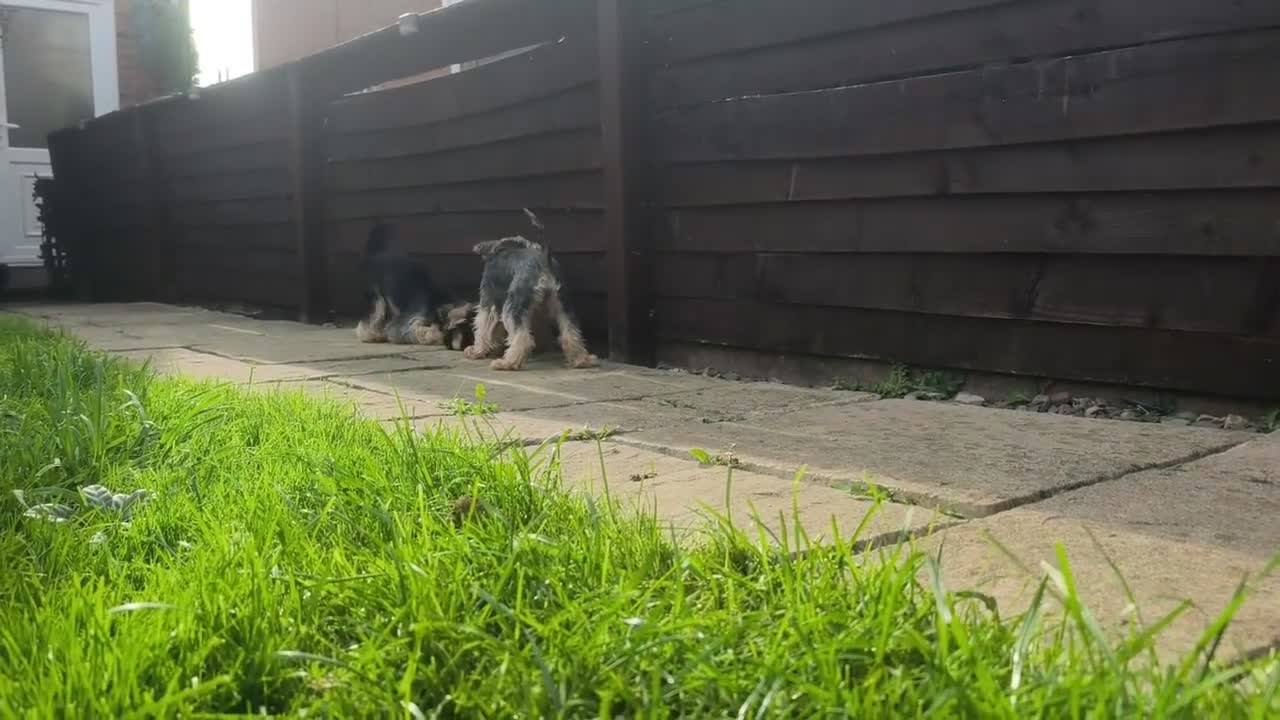 Yorkshire Terrier dogs for sale: Beautiful Yorkshire Terrier Pupp – 2 Girls & 1 Boy - Video 1