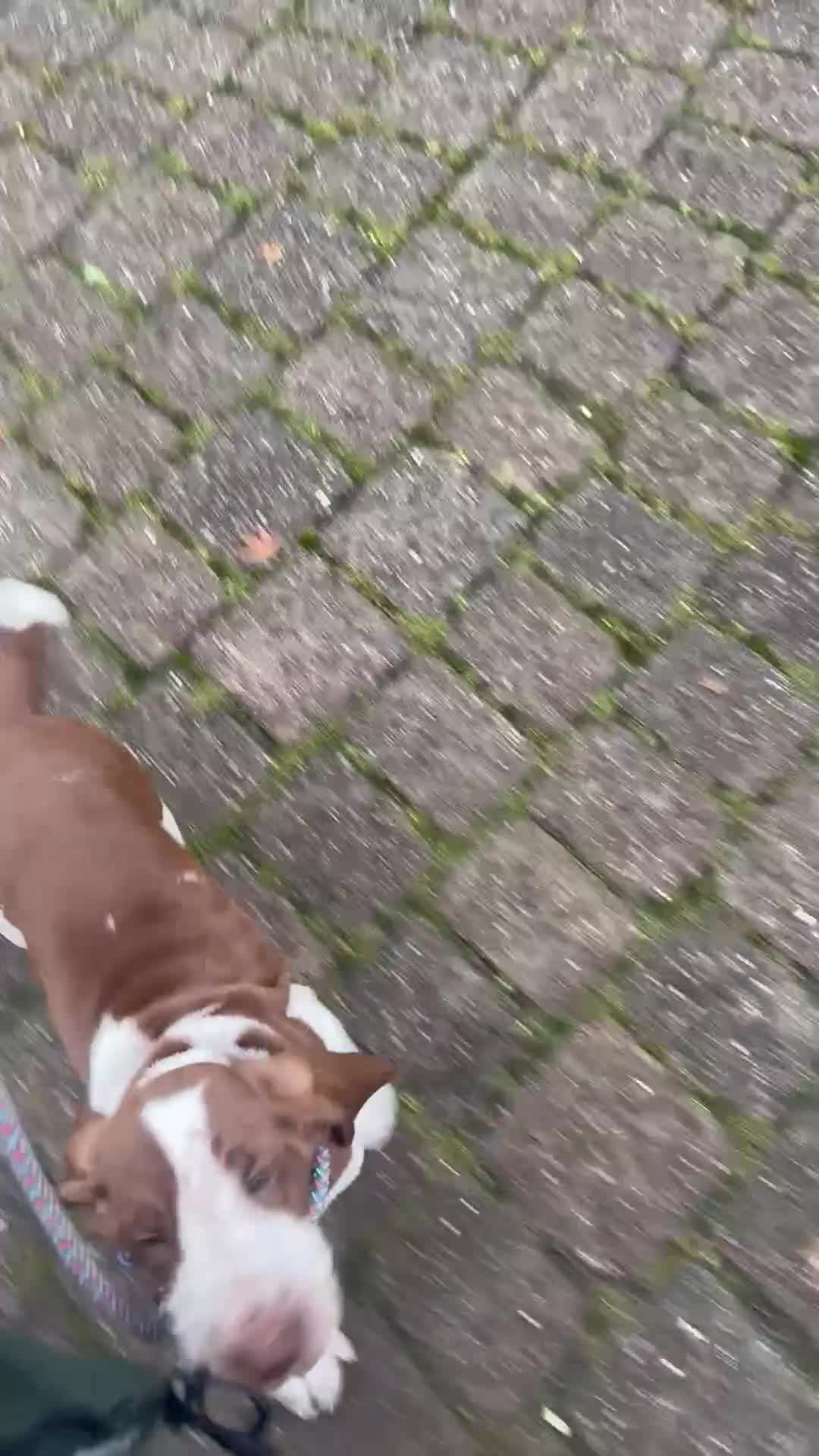 Bracco Italiano dogs for sale: This sweet boy is available  - Video 1