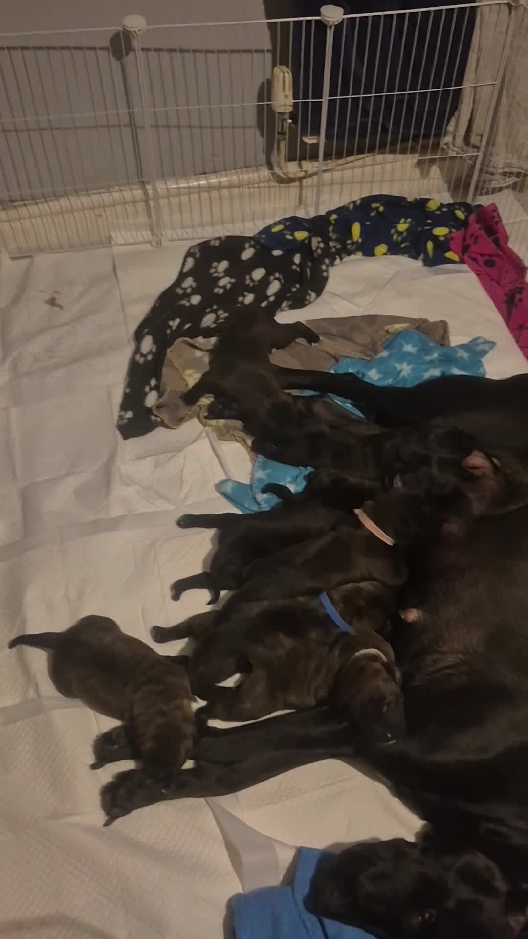 Mixed Breed dogs for sale: Staffy/border Collie/weimaraner mixed puppies - Video 1