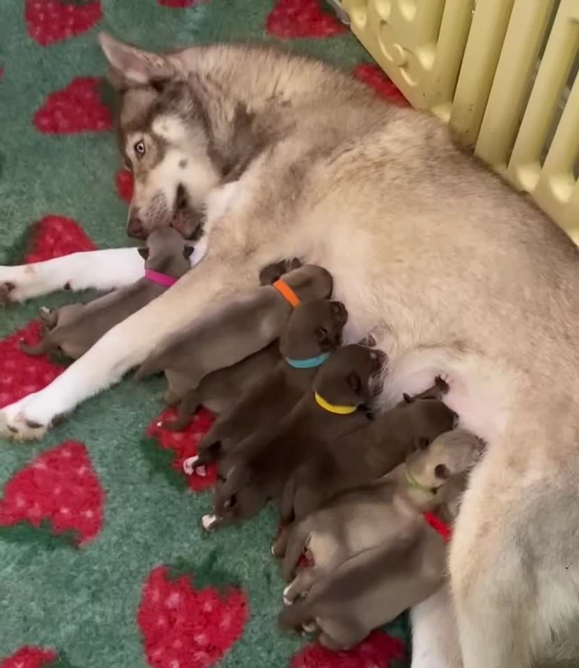 Siberian Husky dogs for stud: Togo PROVEN!! in Warwick - Video 1