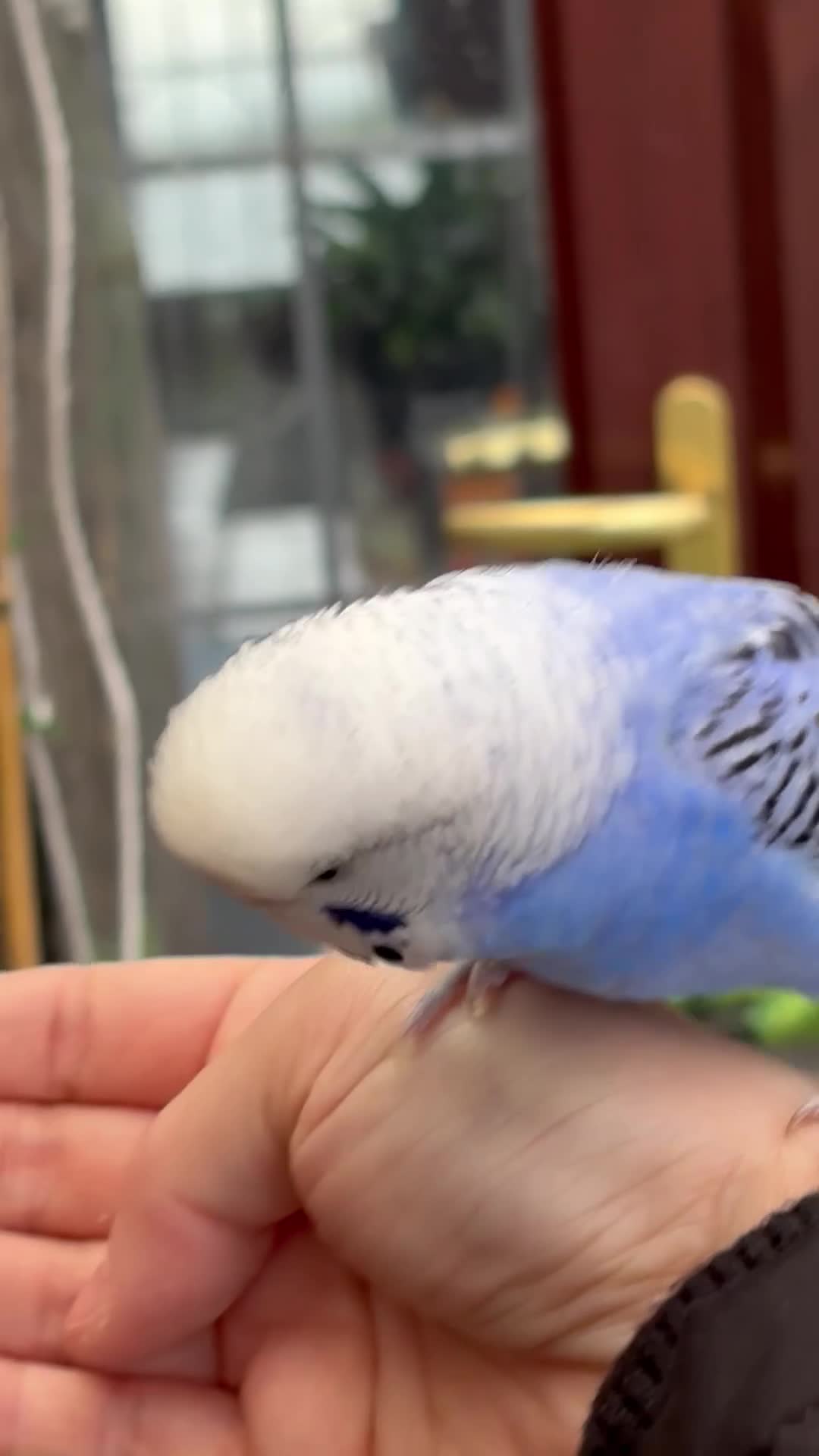 Budgerigars birds for sale: Beautiful Budgies for Sale - Video 2
