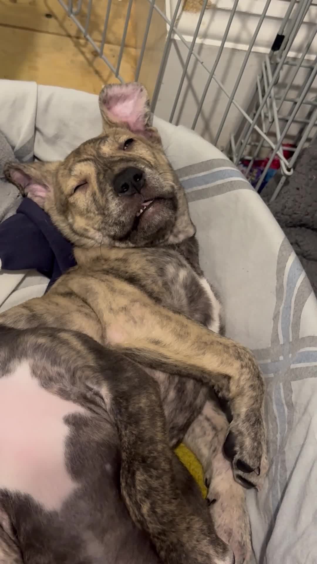 Mixed Breed dogs for sale: Boy pup for sale  - Video 1