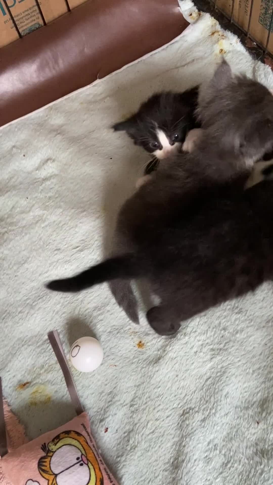 Norwegian Forest Cat cats for sale: Norwegian Forest X BSH - Video 2
