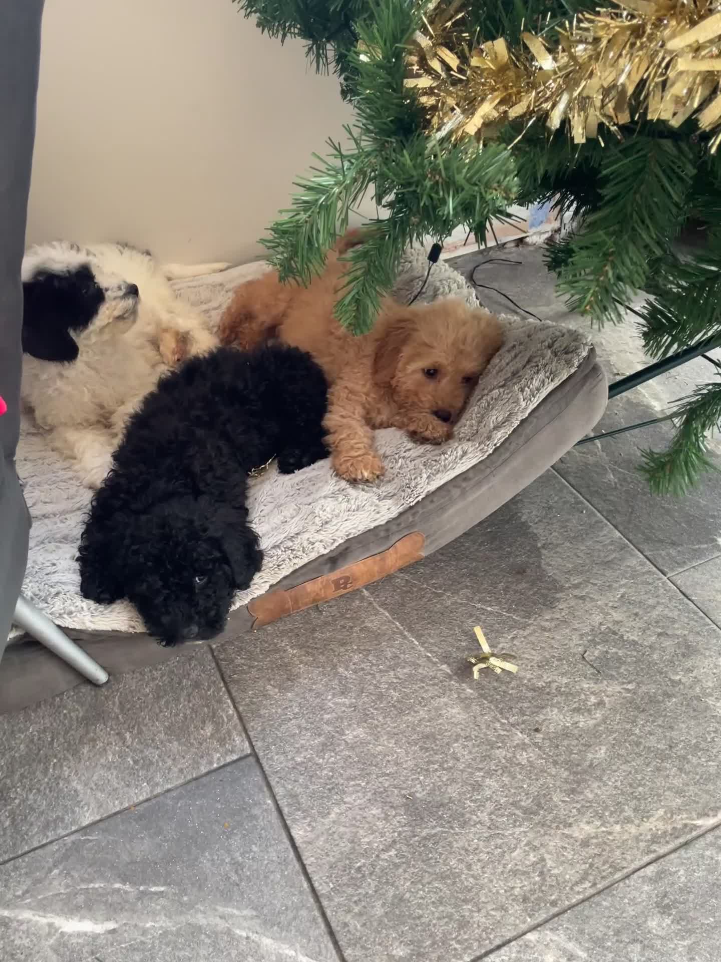 Mixed Breed dogs for sale: 🌟🌟Stunning Australian Cavapoo Puppies 🩷💙 m - Video 1
