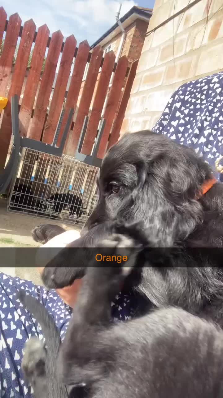 Cocker Spaniel dogs for sale: 3 cocker spaniel girls - Video 2