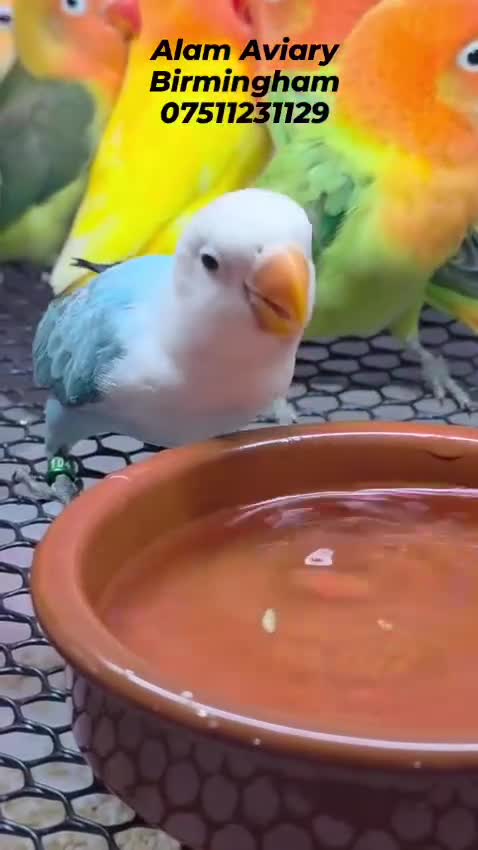 Lovebirds birds for sale: Hand Tame Lovebird various Mutations - Video 1