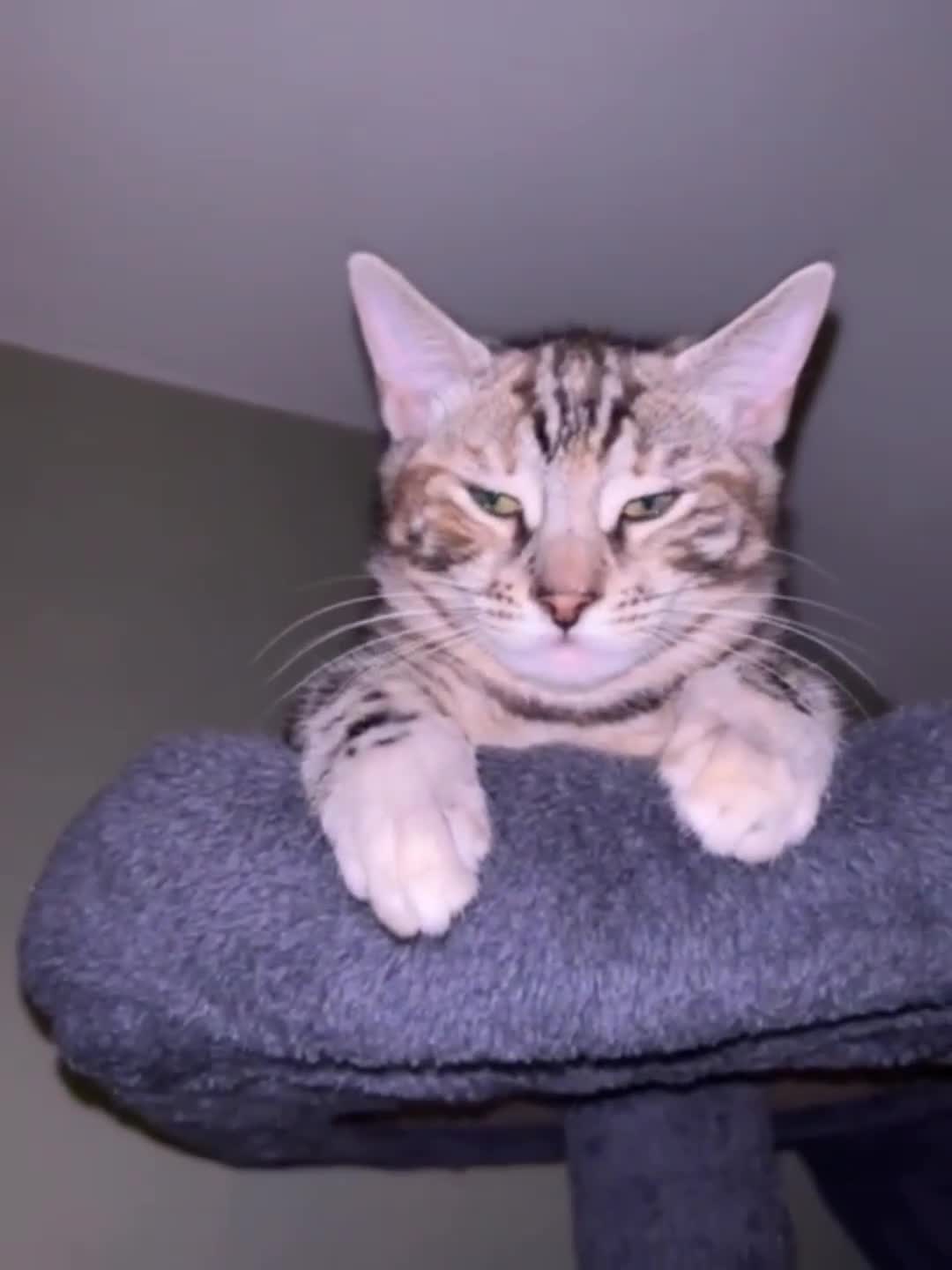 Bengal cats for sale: Half Bengal Female - Video 1