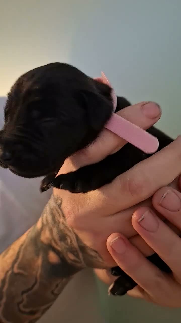 Mixed Breed dogs for sale: Rhodesian labrador - Video 3
