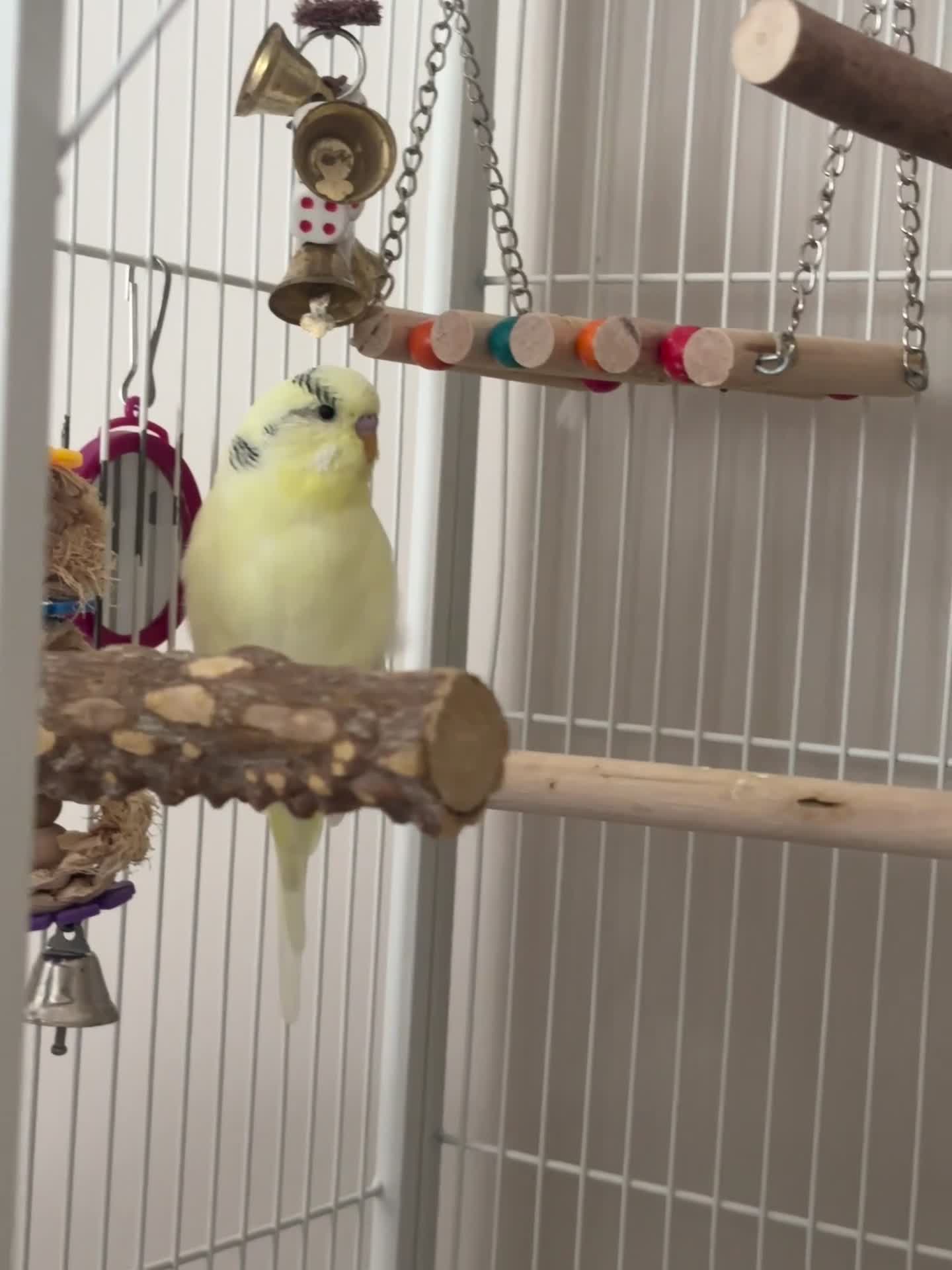Budgerigars birds for sale: Yellow Budgie in Glasgow - Video 2