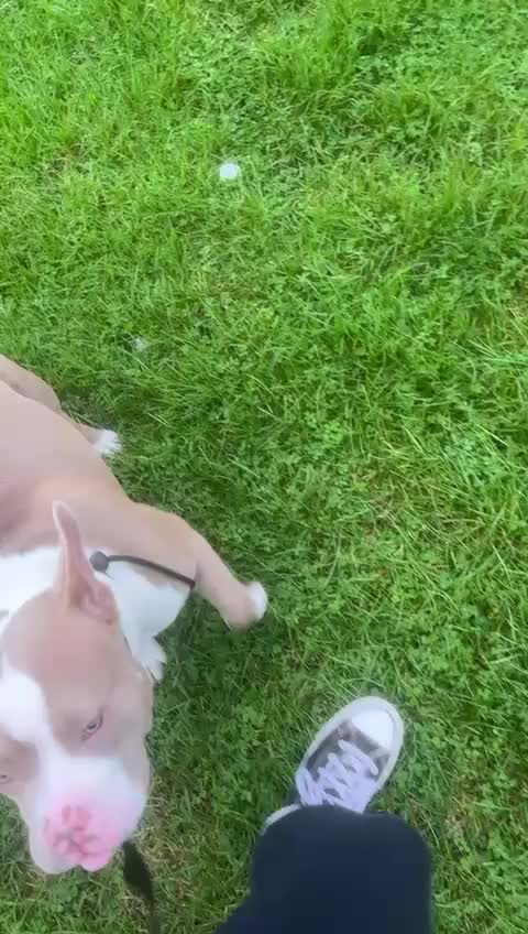 American Bully dogs for sale: Narla  - Video 2