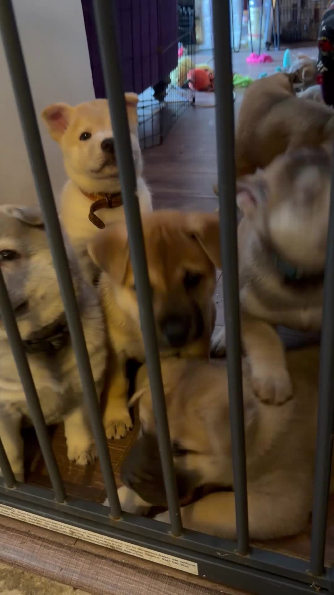 Mixed Breed dogs for sale: Malamute/sharpei  - Video 1